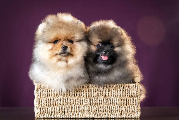 toy pomeranian price in chennai