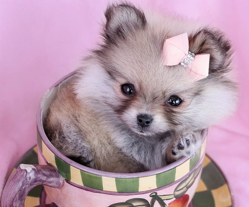 toy pomeranian price in Pune