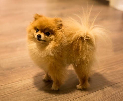 toy pomeranian price in Goa